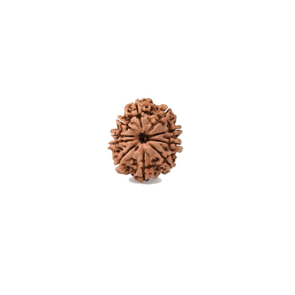 10 Mukhi Rudraksha - Image 2