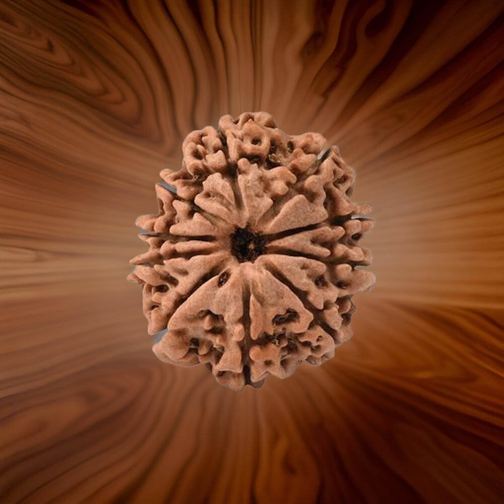 10 Mukhi Rudraksha