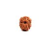 11 Mukhi Rudraksha