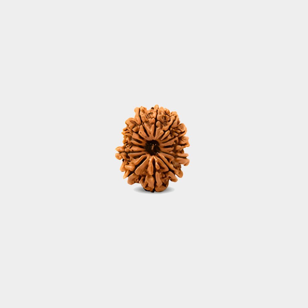 13 Mukhi Rudraksha