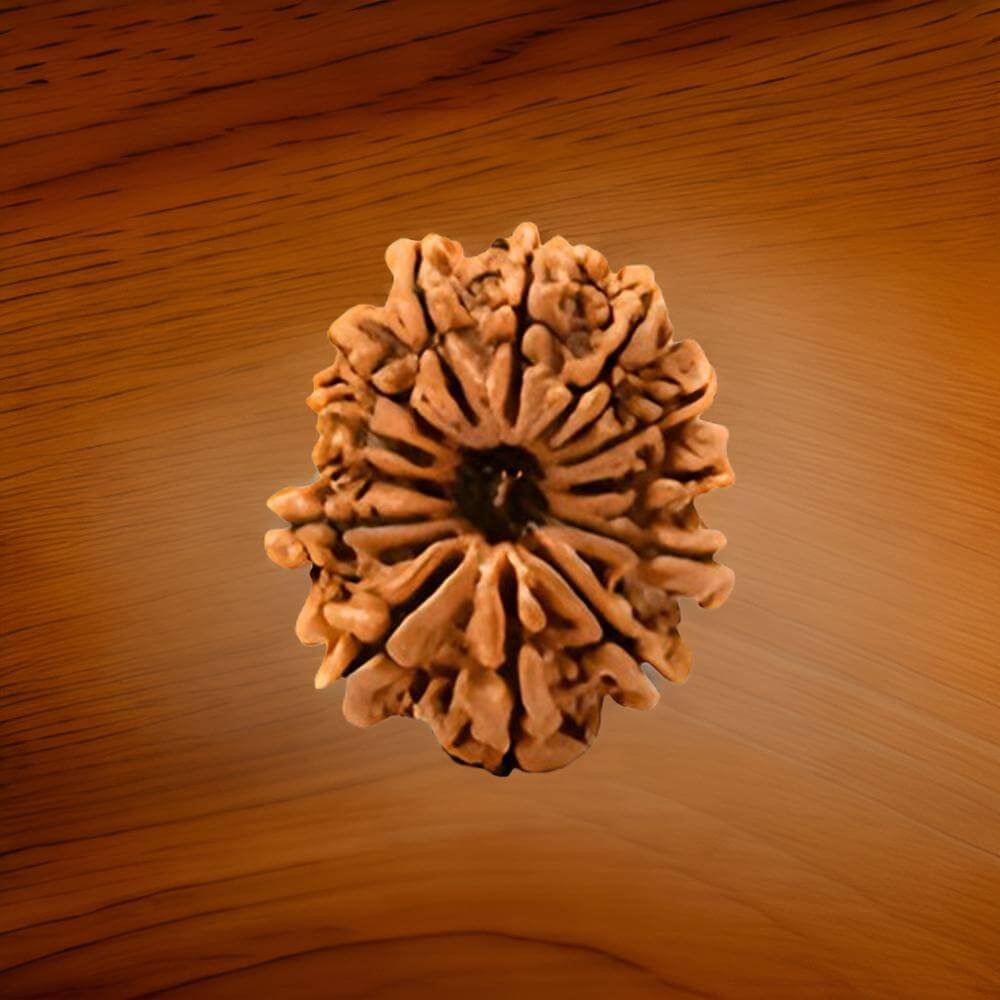 13 Mukhi Rudraksha