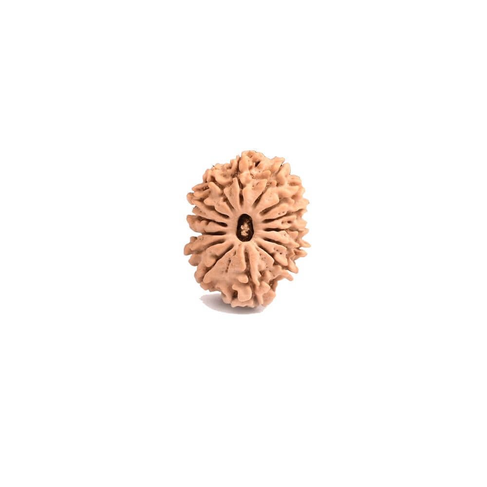 14 Mukhi Rudraksha - Image 2