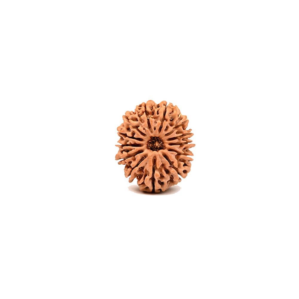 14 Mukhi Rudraksha
