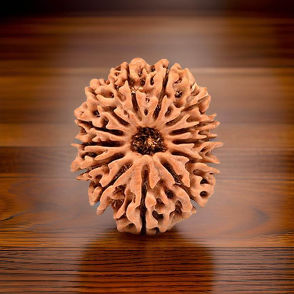 14 Mukhi Rudraksha