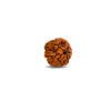 6 Mukhi Rudraksha