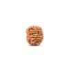 8 face rudraksha