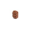 9 mukhi Rudraksha